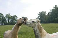 Cjp_2010_05_28_073940 (1).jpg